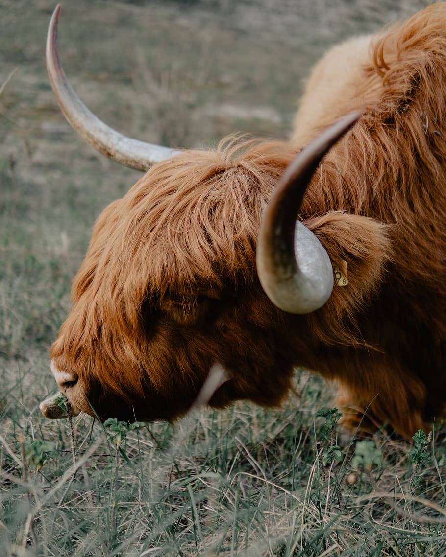 ram marrone, mammifero, animale, Toro, antilope, natura, mucca, bestiame, l'Aia, Longhorn, yak, bue, bisonte, bufalo, rodeo, rinoceronte, zebra, vitello, campagna, rurale, ranch, temi animali, animali domestici, un animale, domestico, cornuto, bovini domestici, bovini dell'altopiano, campo, vertebrato, terra, peli di animali, Marrone, fauna selvatica, nessuno, giorno, capelli, erbivoro, testa di animale, 4K