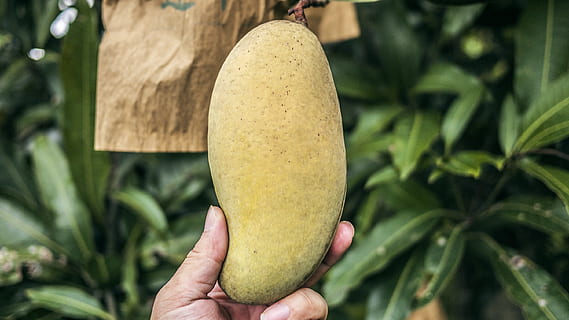 mango madur, planta, menjar, fruita, mango, persona, humà, pera, culinari, kiwi, alvocat, galeta, cookie, vegetals, aràcies, flor, turquesa, mà, canell, papaia, mà humana, part del cos humà, menjar i beguda, celebració, alimentació saludable, frescor, una persona, agricultura, primer pla, benestar, creixement, centrar-se en primer pla, naturalesa, dia, color verd, madur, part del cos, orgànic, a l'aire lliure, jardineria, extremitat humana, dit, 2K, CC0, domini públic, lliure de regalies