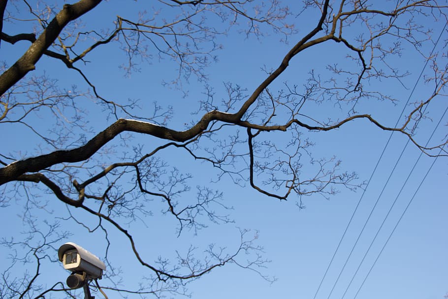 segur, protegir, CCTV, guàrdia, blau, registre, electrònica, cel, vídeo, branca, càmera, detectar, inspeccionar, negre, seguretat, arbre, vista d’angle baix, naturalesa, planta, arbre nu, cel clar, cap gent, dia, a l'aire lliure, cable, electricitat, bellesa a la natura, escenics - natura, línia elèctrica, equips d’il·luminació, carrer, tranquil·litat, Font d'alimentació, 2K