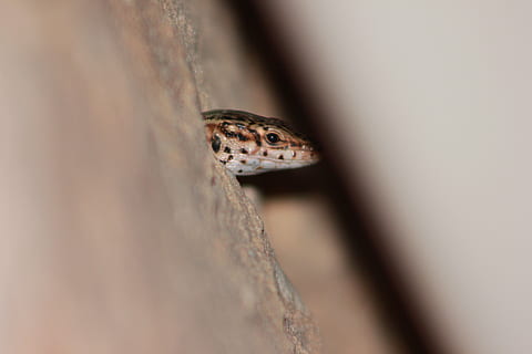 ibiza, Eidechse, Tierthemen, ein Tier, Tier, Reptil, Tierwelt, Wirbeltier, Tiere in freier Wildbahn, Nahansicht, Gecko, selektiver Fokus, keine Leute, Tag, Tierkörperteil, Tierkopf, Natur, draußen, Auge, Baum, Tierauge, Tierwaage, 5K, CC0, gemeinfrei, lizenzfrei