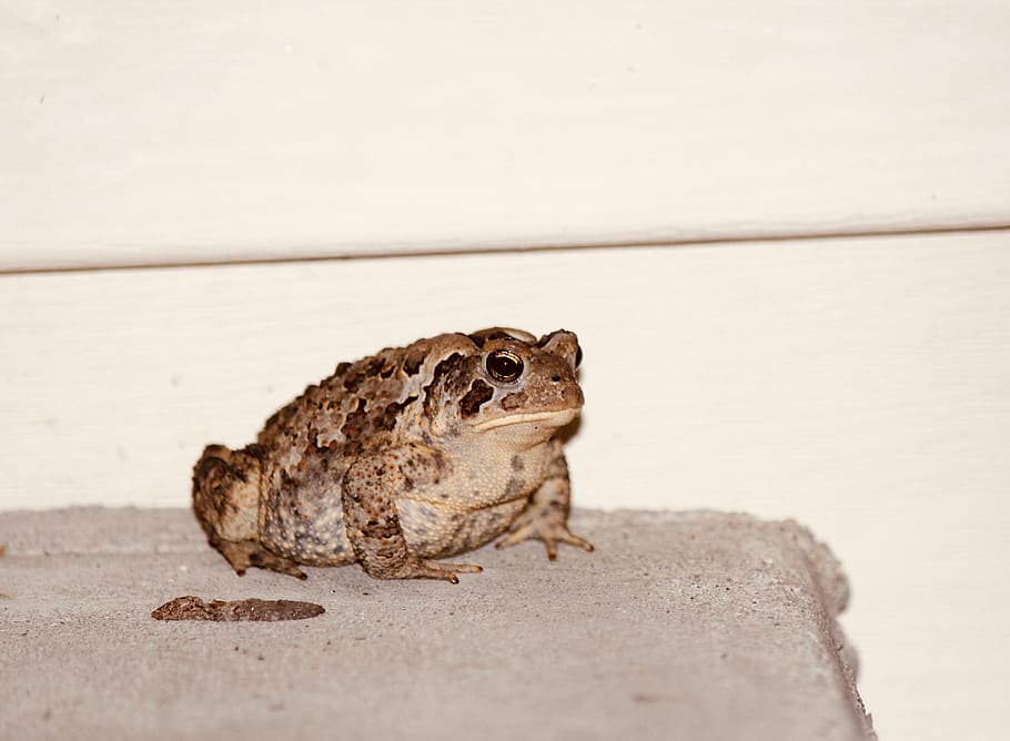 rana, natura, animale domestico, rospo, animale, occhi, ritratto, animali domestici, rane, rospi, temi animali, un animale, animali allo stato selvatico, fauna selvatica, vertebrato, nessuno, solido, avvicinamento, rettile, anfibio, lucertola, roccia - oggetto, roccia, concentrarsi sulle conoscenze acquisite, giorno, all'aperto, copia spazio, 1080P