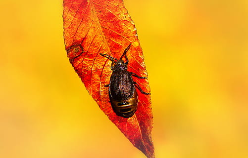 sort, insekt, rød, blad, plante, hvirvelløse, dyr, vener, honningbi, bi, gul, orange, bokeh, Foto, fotografering, træ, pollen, kakerlak, ahorn, flyve, et dyr, dyre temaer, orange farve, tæt på, dyreliv, dyr i naturen, ingen mennesker, lave om, farvet baggrund, natur, plante del, efterår, studio skud, kopiere plads, 2K, CC0, offentligt domæne, royaltyfrie