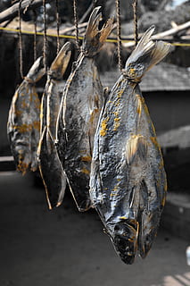 peixe seco pendurado, fechar-se, suspensão, Comida, focar em primeiro plano, animal, ninguém, vertebrado, comida e bebida, peixe, dia, frutos do mar, bem-estar, frescura, ao ar livre, Alimentação saudável, natureza, temas animais, seco, 5K, CC0, domínio público, royalty free