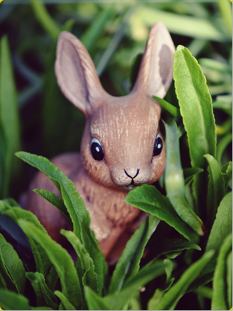 conill de Pasqua, llebre, Pasqua, conill, figura, bonic, dolç, targeta de felicitació, salutació de pasqua, tema de pasqua, un animal, animal, temes d'animals, part de la planta, full, planta, color verd, primer pla, fauna animal, creixement, naturalesa, animals a la natura, enfocament selectiu, cap gent, dia, mirant la càmera, retrat, vertebrats, a l'aire lliure, bellesa a la natura, ull d’animals, 4K