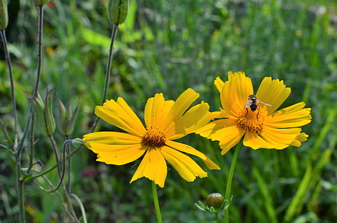 margherite, fiori selvatici, api, primavera, natura, giallo, fiore, pianta fiorita, fragilità, bellezza nella natura, freschezza, petalo, pianta, insetto, testa di fiore, temi animali, vulnerabilità, animale, crescita, fauna selvatica, invertebrato, infiorescenza, animali allo stato selvatico, avvicinamento, polline, nessuno, impollinazione, all'aperto, 4K, CC0, dominio pubblico, privo di copyright