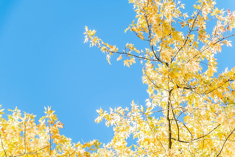 arbre, sol, cel blau, llum, posta de sol, cel, atmosfera, parcialment ennuvolat, naturalesa, retroiluminació, humor, tardor, planta, blau, bellesa a la natura, groc, branca, cel clar, vista d’angle baix, canvi, part de la planta, full, cap gent, dia, a l'aire lliure, creixement, tranquil·litat, arbre d'auró, primavera, 4K