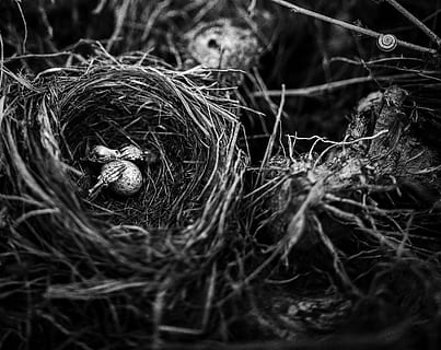kiaušinis, paukštis, lizdą, skeletas, kaukolė, ranka, globėjas, Creepy, Helovinas, siaubas, paslaptis, Cambo, filmas, kamera, analogas, 4x5, didelio formato, fomapanas, lc29, juoda ir balta, nėra žmonių, Iš arti, atrankinis dėmesys, gyvūnų lizdą, Paukščių lizdas, pobūdį, augalų, dieną, šakelė, aukšto kampo vaizdas, gyvūnų temos, lauke, gyvūnas, medis, stuburiniai, gyvūnams, pradžia, naujas gyvenimas, gyvūnų gyvūnija, 8K, CC0, Viešasis domenas, nemokamai