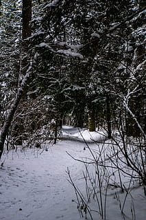 ijzig overdekte boom, Oostenrijk, styrium, pad, lopen, winter, sneeuw, Bos, boom, koude temperatuur, fabriek, geen mensen, land-, schoonheid in de natuur, aan het bedekken, natuur, kalmte, tak, witte kleur, groei, niet-stedelijke scène, scenics - natuur, rustige scène, romp, buitenshuis, met sneeuw bedekte berg, 5K, CC0, publiek domein, royaltyvrij
