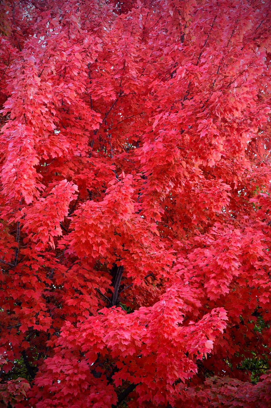 vermell, caure, colors de la tardor, arbre, fulles, marc complet, cap gent, fons, naturalesa, color rosa, planta, primer pla, dia, creixement, a l'aire lliure, bellesa a la natura, abundància, tardor, animal, vista d’angle alt, coral, frescor, coral tou, 5K