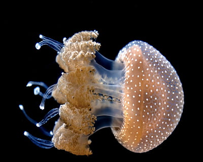 meduses marrons, la vida marina, animal, invertebrat, meduses, anemone de mar, aigua, aquàtics, a l'aire lliure, mar, naturalesa, escull, oceà, petxina de mar, cloïssa, esponja animal, sota l'aigua, pop, peix, manta ray, jay, temes d'animals, animals a la natura, fauna animal, marí, un animal, fons negre, cap gent, nedar, tir de l'estudi, blau, submarí, primer pla, 1080P, CC0, domini públic, lliure de regalies
