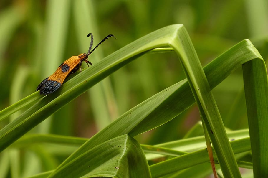 error, insecte, herba, estiu, plantes, fulles, temes d'animals, animals a la natura, invertebrat, animal, fauna animal, planta, color verd, un animal, part de la planta, full, bellesa a la natura, centrar-se en primer pla, creixement, primer pla, cap gent, naturalesa, dia, a l'aire lliure, tija de la planta, fulla d'herba, papallona - insecte, 2K