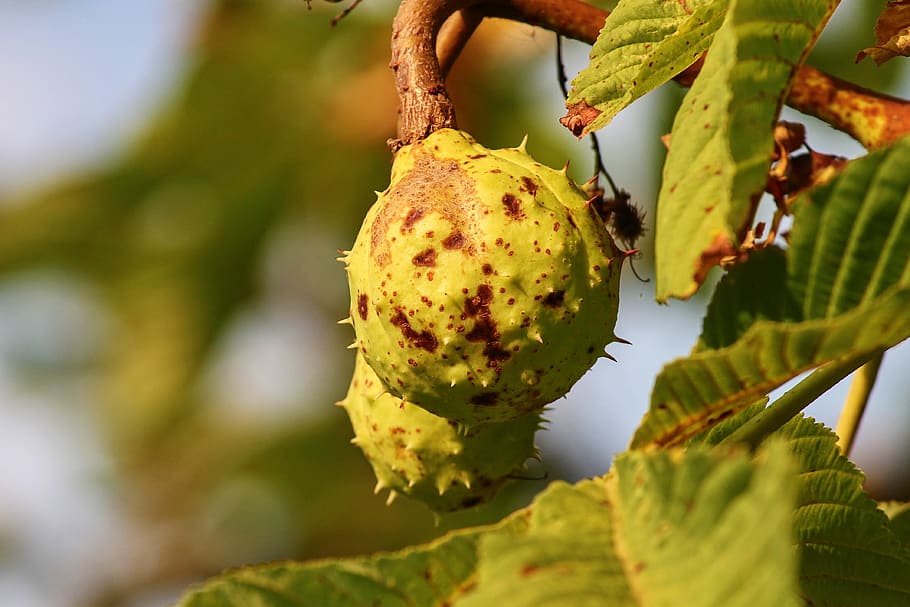 châtaigne, marronnier, vert, coquilles, épineux, fruit, feuilles, éperon, branche, fruit d'automne, plante, fermer, été, croissance, fruit de la châtaigne, Nourriture et boisson, alimentation saine, aliments, couleur verte, se concentrer sur le premier plan, arbre, journée, personne, beauté dans la nature, fraîcheur, la nature, feuille, partie de la plante, mise au point sélective, bien-être, en plein air, mûr, 4K