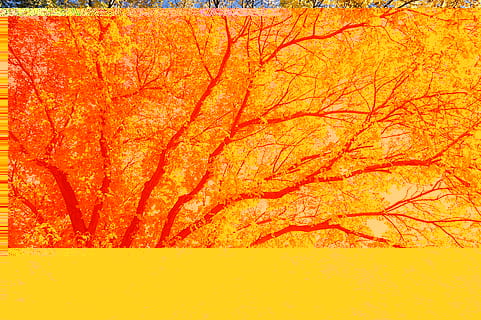 Baum, fallen, Herbst, draußen, Bäume, Geäst, Blätter, Orange, Gelb, Blatt, wachsend, groß, enorm, draussen, Natur, FKK-, natürlich, Pflanze, Schönheit in der Natur, Veränderung, Flachwinkelansicht, Ast, Wachstum, keine Leute, Tag, Ruhe, Hintergründe, Himmel, Pflanzenteil, Vollbild, Szenen - Natur, Baumkrone, natürlicher Zustand, 5K, CC0, gemeinfrei, lizenzfrei