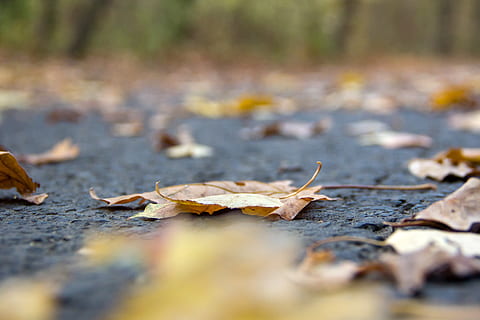 hoja, otoño, árbol, atención, tema, persona, asfalto, camino, parte de la planta, que cae, seco, naturaleza, nadie, día, cambio, hojas, enfoque selectivo, la carretera, de cerca, tierra, nivel de la superficie, al aire libre, calle, ciudad, planta, condición natural, 4K, CC0, dominio público, libre de derechos
