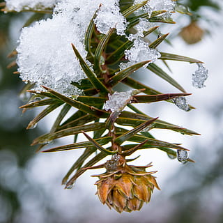 grankogle, plante, kold temperatur, sne, vinter, fokus på forgrunden, tæt på, Frosset, natur, is, ingen mennesker, vækst, skønhed i naturen, dag, træ, hvid farve, dækker, udendørs, frost, skrøbelighed, fyrretræ, kold, nåletræ, 2K, CC0, offentligt domæne, royaltyfrie