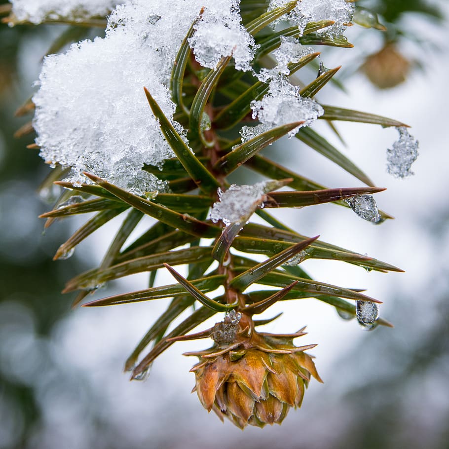 grankogle, plante, kold temperatur, sne, vinter, fokus på forgrunden, tæt på, Frosset, natur, is, ingen mennesker, vækst, skønhed i naturen, dag, træ, hvid farve, dækker, udendørs, frost, skrøbelighed, fyrretræ, kold, nåletræ, 2K