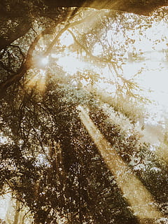 llamarada, ligero, luz del sol, árbol, planta, vegetación, pintura, Art º, naturaleza, al aire libre, bosque, tierra, actividades de ocio, aventuras, vestir, ropa, camiseta, secoya, clima, día, nadie, belleza en la naturaleza, tranquilidad, crecimiento, rayo de sol, agua, vista de ángulo bajo, destello de lente, soleado, Dom, cielo, copas de los árboles, 4K, CC0, dominio público, libre de derechos