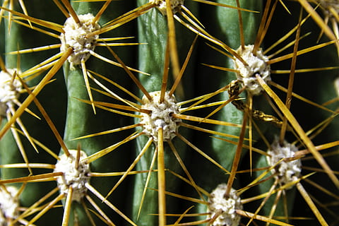 kaktus, mønster, grøn, zoom, plante, tæt på, ingen mennesker, saftige plante, fuld ramme, natur, baggrunde, torn, udendørs, geometrisk form, form, grøn farve, dag, skønhed i naturen, mad og drikke, cirkel, spiked, skarp, 5K, CC0, offentligt domæne, royaltyfrie