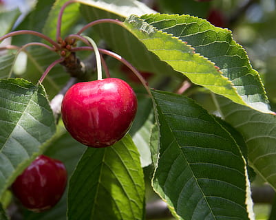 ciliegia, ciliegio, albero, maturo, drupacee, rosso, frutta, estate, dolce, albero da frutta, natura, foglia, parte vegetale, cibo e bevande, cibo, freschezza, mangiare sano, crescita, pianta, avvicinamento, colore verde, benessere, concentrarsi sulle conoscenze acquisite, nessuno, giorno, bellezza nella natura, all'aperto, 4K, CC0, dominio pubblico, privo di copyright