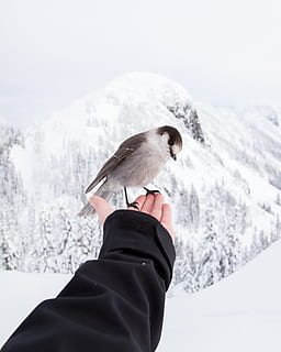 hand-, vogel, vlieg, activiteit, dapper, ijs-, sneeuw, berg-, landschap, winter, koude temperatuur, één dier, gewerveld, dierenleven, een persoon, dieren in het wild, menselijke hand, dag, menselijk lichaamsdeel, natuur, echte mensen, focus op de voorgrond, warme kleding, buitenshuis, sneeuwen, met sneeuw bedekte berg, vinger, 2K, CC0, publiek domein, royaltyvrij