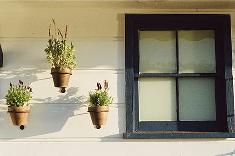 Grün, vergossen, Pflanzen, neben, Glasfenster, Blumentöpfe, Pflanze, Topfpflanze, Fenster, Wachstum, Natur, keine Leute, die Architektur, Tag, gebaute Struktur, Gebäudehülle, Haus, Fensterbrett, grüne Farbe, Wandbau - Funktion, draußen, Sonnenlicht, Blume, blühende Pflanze, Zimmerpflanze, Blumentopf, Fensterrahmen, 2K, CC0, gemeinfrei, lizenzfrei