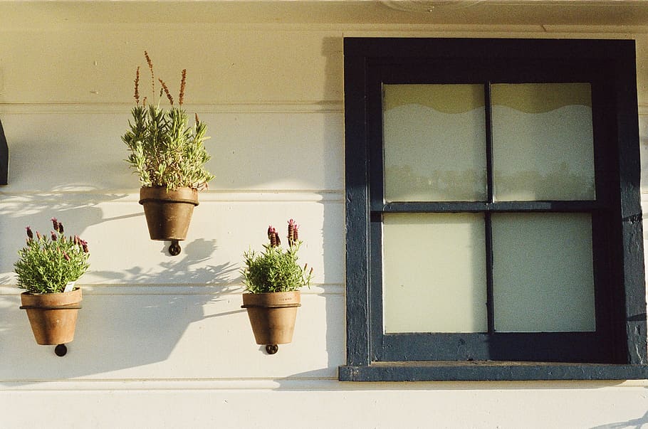 verd, testat, plantes, al costat, finestra de vidre, testos de flors, planta, planta en test, finestra, creixement, naturalesa, cap gent, arquitectura, dia, estructura construïda, exterior de l'edifici, casa, ampit de la finestra, color verd, funció de construcció de parets, a l'aire lliure, llum solar, flor, planta amb flors, planta d'interior, test de flor, marc de finestra, 2K