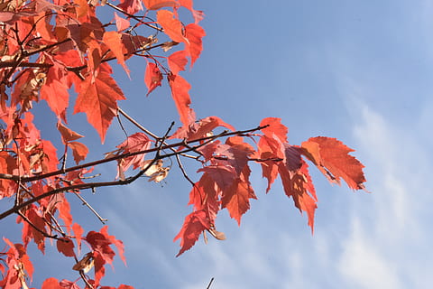 vermell, maple, tardor, fullatge, fulles, full, naturalesa, color, a la tardor de, colorit, arbre, brillant, setembre, cel, blau, canvi, part de la planta, planta, color taronja, branca, bellesa a la natura, vista d’angle baix, dia, creixement, cap gent, a l'aire lliure, fulla d'auró, arbre d'auró, tranquil·litat, col·lecció de tardor, condició natural, caure, 5K, CC0, domini públic, lliure de regalies