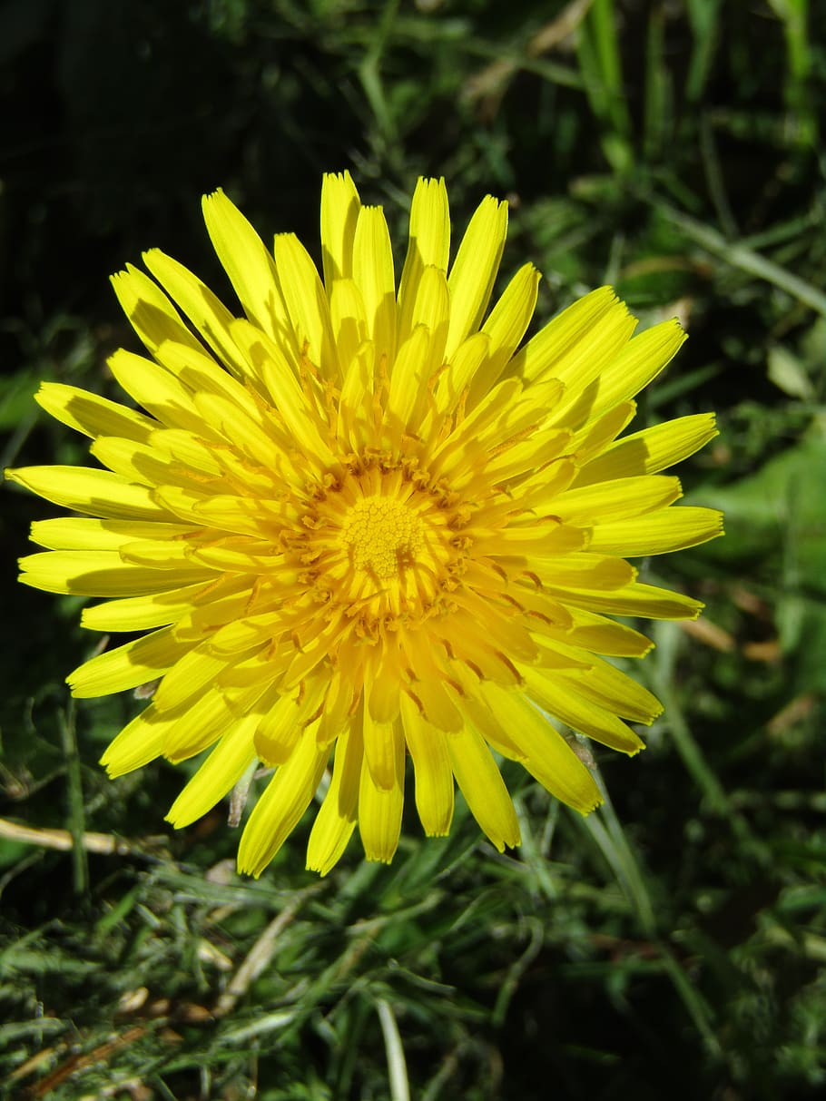 Primavera, dente de leão, fechar-se, macro, plantar, Prado, Flor, flores silvestres, amarelo, bühen, prado dandelion, planta com flores, frescura, fragilidade, vulnerabilidade, beleza na natureza, crescimento, pétala, cabeça de flor, inflorescência, natureza, focar em primeiro plano, dia, ninguém, terra, ao ar livre, campo, 5K