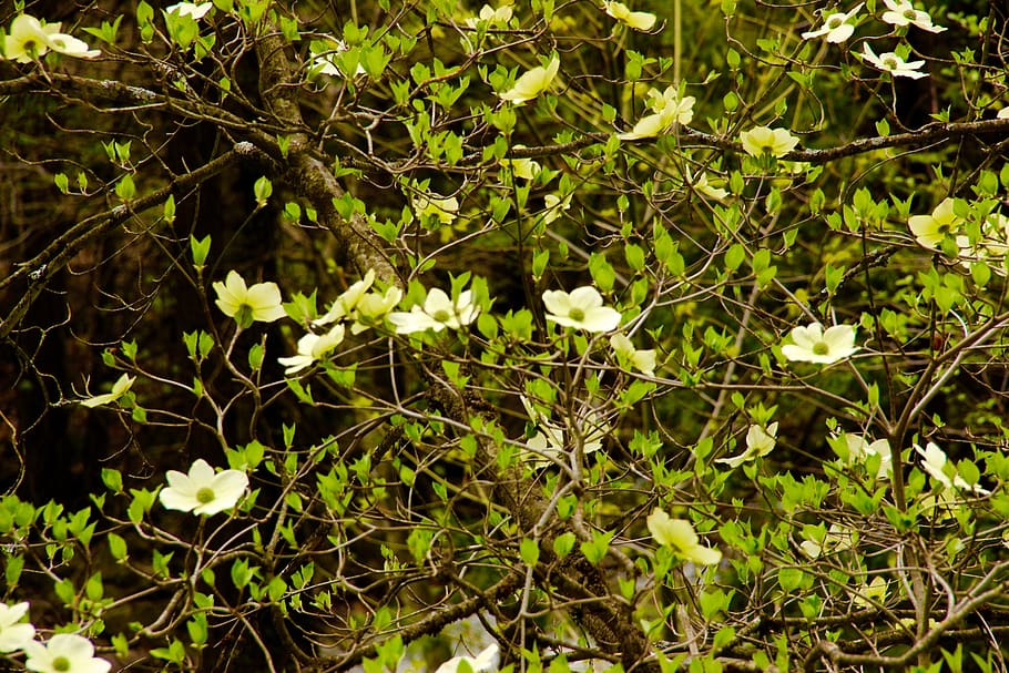 flors, vall, primavera, planta, creixement, bellesa a la natura, planta amb flors, flor, naturalesa, frescor, dia, cap gent, terra, color verd, part de la planta, full, primer pla, fragilitat, vulnerabilitat, camp, a l'aire lliure, tranquil·litat, marc complet, 2K