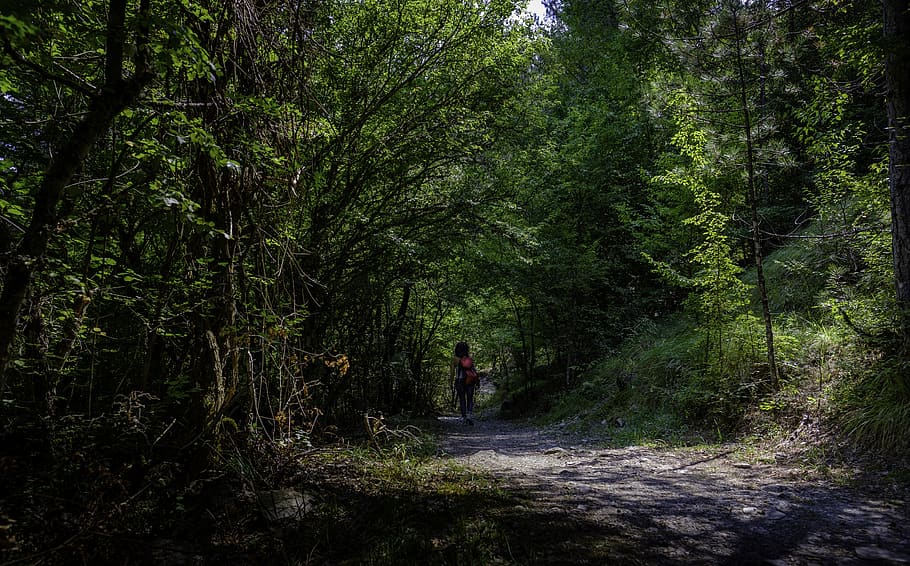 pad, lopen, Bos, vegetatie, natuur, landschap, bomen, vrouw, wandelaar, groen, mensen, reizen, buitenshuis, zomer, meisje, terug, wandelen, boom, fabriek, land-, groei, een persoon, groene kleur, richting, vrijetijdsbesteding, staand, bos-, echte mensen, dag, schoonheid in de natuur, niet-stedelijke scène, kalmte, volledige lengte, 5K