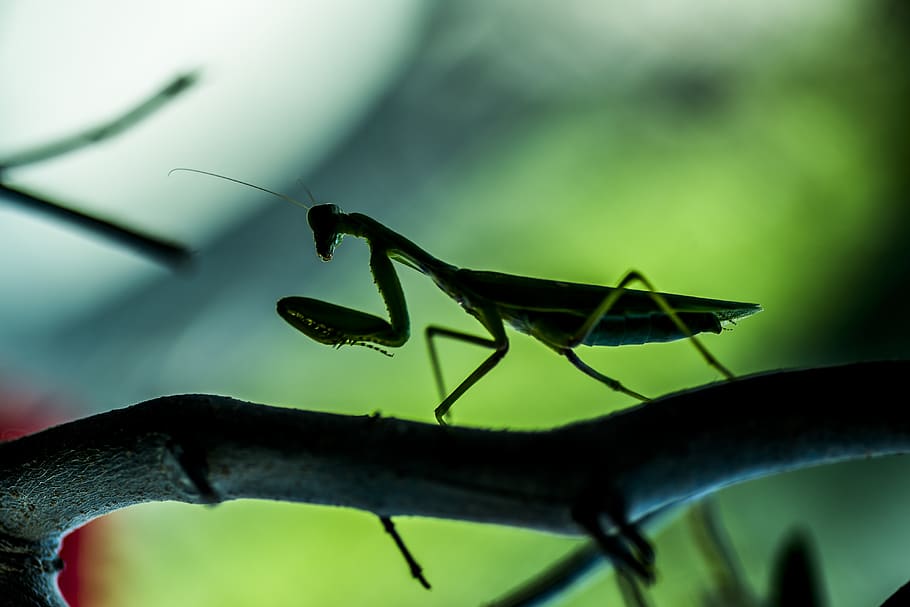 insecte, mantis, mantodea, macro, micro, invertebrat, animals a la natura, fauna animal, temes d'animals, animal, un animal, primer pla, color verd, cap gent, part de la planta, naturalesa, full, dia, Mantis religiosa, planta, centrar-se en primer pla, enfocament selectiu, part del cos dels animals, a l'aire lliure, 4K