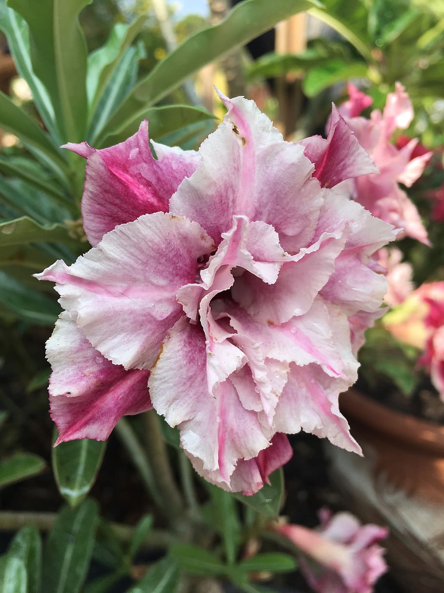 fiore, fiori, violare, pianta fiorita, bellezza nella natura, pianta, colore rosa, petalo, fragilità, vulnerabilità, avvicinamento, freschezza, crescita, infiorescenza, testa di fiore, nessuno, giorno, natura, foglia, parte vegetale, concentrarsi sulle conoscenze acquisite, all'aperto, primavera, 4K