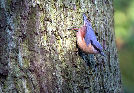 kleiber, Baumläufer, Vogel, Wald, Hunger, Natur, Tierwelt, Tiere in freier Wildbahn, Tier, Tierthemen, ein Tier, Wirbeltier, Baumstamm, Baum, Kofferraum, Pflanze, keine Leute, Fokus auf den Vordergrund, Tag, Nahansicht, texturiert, draußen, hocken, Pflanzenrinde, 2K, CC0, gemeinfrei, lizenzfrei