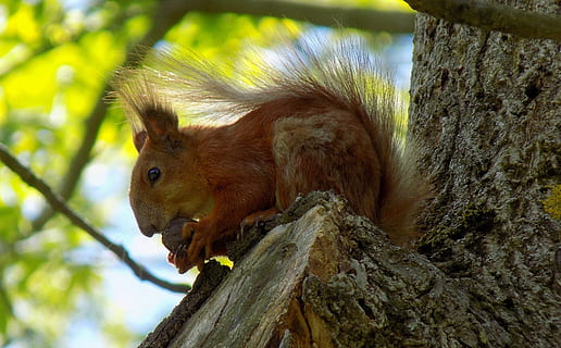squirrel, walnut, tree, nature, wood, outdoors, living nature, animal themes, animal, animal wildlife, one animal, rodent, mammal, animals in the wild, focus on foreground, vertebrate, no people, day, tree trunk, close-up, plant, trunk, branch, bark, whisker, profile view, 4K, CC0, public domain, royalty free