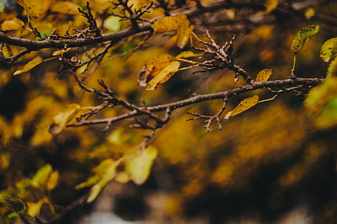 branca d’arbre marró, planta, full, arbre, vegetació, helios naturals, insecte, invertebrat, animal, abella, mel d'abella, produir, menjar, ocell, Gaig blau, jay, fruita, flamarada, llum, bedoll, flor, tardor, part de la planta, branca, naturalesa, bellesa a la natura, canvi, cap gent, a l'aire lliure, dia, bosc, primer pla, centrar-se en primer pla, groc, tranquil·litat, medi ambient, creixement, terra, col·lecció de tardor, 4K, CC0, domini públic, lliure de regalies