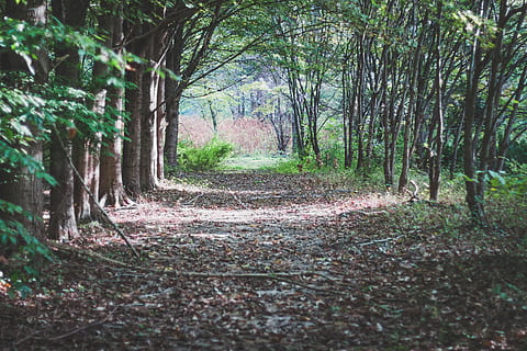 rutier în pădure, luminos, lumina zilei, mediu inconjurator, pădure, iarbă, verde, peisaj, natură, parc, cărare, drum, pitoresc, lumina soarelui, ramuri de copac, copaci, copac, plantă, direcţie, teren, calea de urmat, liniște, o scenă liniștită, zi, nici o persoana, scenă non-urbană, creştere, frumusețe în natură, scenice - natura, diminuarea perspectivei, în aer liber, trunchi de copac, treelined, traseu, 5K, CC0, domeniu public, fără drepturi de autor