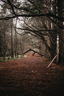 verwelkte Waldbäume, Geäst, Umgebung, Wald, Pfad, Bäume, Baum, Pflanze, Land, Natur, der Weg nach vorn, Tag, Ruhe, Richtung, Kofferraum, Baumstamm, draußen, keine Leute, Wachstum, Herbst, Schönheit in der Natur, kahler Baum, ruhige Szene, Nicht-städtische Szene, Veränderung, 5K, CC0, gemeinfrei, lizenzfrei