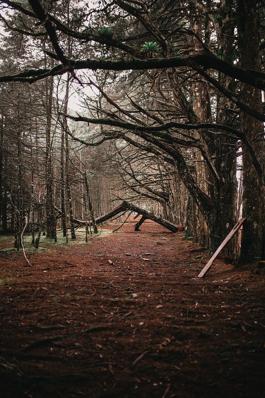arbres forestals secs, branques, medi ambient, bosc, Camí, arbres, boscos, arbre, planta, terra, naturalesa, el camí a seguir, dia, tranquil·litat, direcció, tronc, tronc de l'arbre, a l'aire lliure, cap gent, creixement, tardor, bellesa a la natura, arbre nu, escena tranquil·la, escena no urbana, canvi, 5K