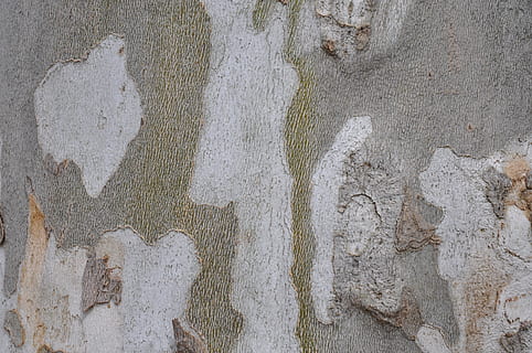 bark, tre, bakgrunn, natur, Logg, sommer, korn, struktur, ingen folk, veggbyggingsfunksjon, full ramme, dag, strukturert, arkitektur, forvitret, nærbilde, bygget struktur, gammel, kunst og Håndverk, utendørs, grå, skadet, mønster, ujevn, håndverket, handprint, betong, sement, 4K, CC0, offentlig domene, opphavsrett gratis