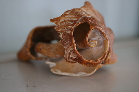 coajă, schelet, spart, vechi, ars Siena, margini ascuțite, curba fibonacci, ruina, erodate, alimente, mancare si bautura, a închide, în interior, nici o persoana, natură moartă, un singur obiect, să se concentreze asupra primelor elemente, masa, studio shot, maro, prospeţime, gri, animal, fundal gri, mâncare dulce, mâncat sănătos, vegetal, mancare uscata, gustare, mancare frantuzeasca, ispită, 5K, CC0, domeniu public, fără drepturi de autor