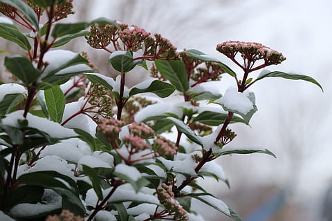 naturalesa, flor, winterbloeiers, full, flora, jardí, viburnum tinus, sierheester, neu, hivern, rosa, creixement, planta, bellesa a la natura, primer pla, part de la planta, centrar-se en primer pla, planta amb flors, frescor, vulnerabilitat, cap gent, fragilitat, dia, Color blanc, a l'aire lliure, color verd, enfocament selectiu, pètal, 5K, CC0, domini públic, lliure de regalies