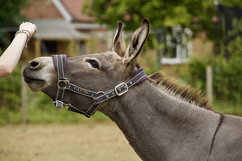 burro cinzento, asno, animal, mamífero, Wiltshire, Reino Unido, flora, pote, plantar, vaso, cerâmica, vaso de planta, orelha, braço, mula, animal de carga, pecuária, animal de fazenda, refrear, natureza, Fazenda, um animal, temas animais, animais domésticos, pets, doméstico, focar em primeiro plano, vertebrado, fechar-se, herbívoro, animais selvagens, cabeça de animal, ninguém, dia, parte do corpo animal, animal de trabalho, vista lateral, ao ar livre, Vista de perfil, 5K, CC0, domínio público, royalty free