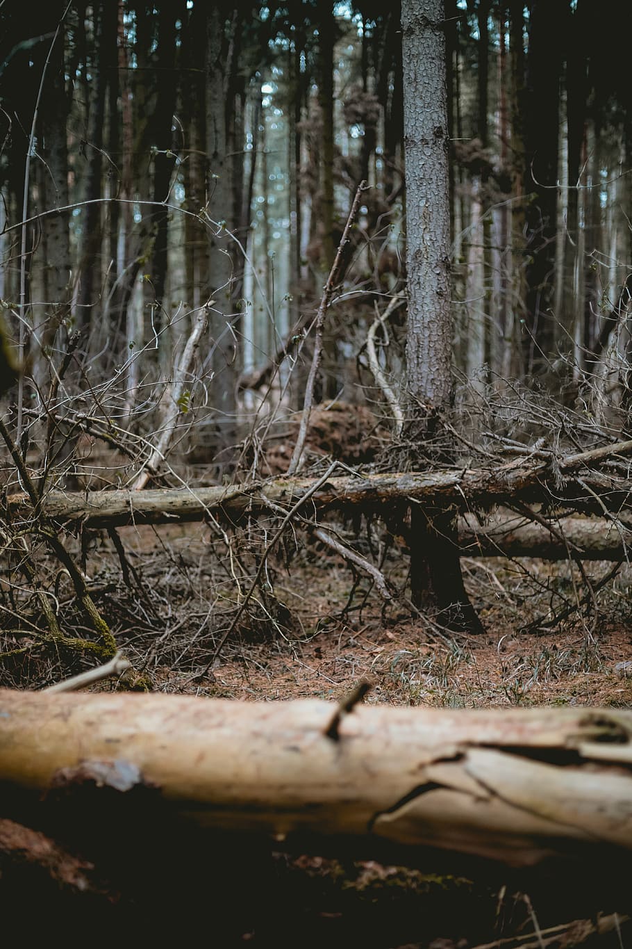 kahl, Bäume, Wald, Boden, Pflanze, Baum, Natur, Land, draußen, Vegetation, Tier, Säugetier, Holz, Winter, Baumstamm, Militär-, Militäruniform, Vogel, Soldat, Chaos, Kiefern, Kofferraum, keine Leute, selektiver Fokus, Tag, Ruhe, Log, Nahansicht, Holz - Material, Wachstum, fallen, Nicht-städtische Szene, tote Pflanze, 5K
