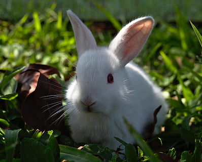 conill, llebre, Pasqua, bonic, animal, poc, mascota, domesticat, feliç, divertit, adorable, albino, temes d'animals, un animal, mamífer, planta, conill - animal, naturalesa, primer pla, Color blanc, mascotes, fauna animal, vertebrats, dia, full, animals domèstics, part de la planta, nacional, cap gent, color verd, a l'aire lliure, cap d’animals, orella animal, bigotis, herbívors, 4K, CC0, domini públic, lliure de regalies