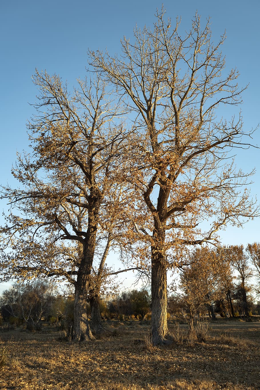doi copaci verzi, copac, plantă, trunchi de copac, în aer liber, natură, carcasă, clădire, iarbă, camp, pășune, casă, abies, brad, mediu rural, cult, templu, arhitectură, altar, lumina soarelui, vehicul, cer, liniște, teren, peisaj, zi, nici o persoana, cer senin, frumusețe în natură, arbore gol, o scenă liniștită, scenice - natura, mediu inconjurator, ramură, scenă non-urbană, creştere, treelined, 5K