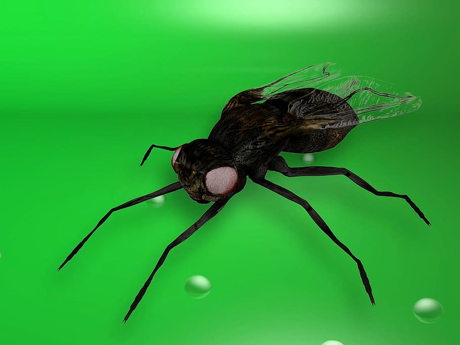 volar, insecte, primer pla, 3d, render, 3drender, animal, temes d'animals, invertebrat, fons de colors, un animal, fons verd, tir de l'estudi, color verd, fauna animal, cap gent, part del cos dels animals, artròpode, macro, naturalesa, zoologia, petit, ala dels animals, ull d’animals, cap d’animals, fons blau, 1080P