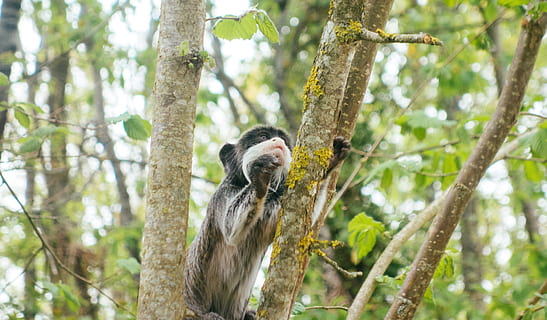 tree, forest, monkey, animal themes, animal, animal wildlife, mammal, one animal, animals in the wild, plant, primate, vertebrate, nature, focus on foreground, tree trunk, trunk, land, day, branch, no people, outdoors, rainforest, 4K, CC0, public domain, royalty free