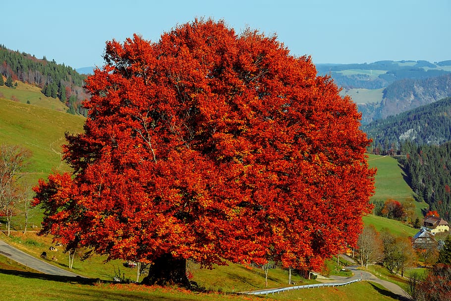 Baum, Buche, Laubbaum, alter Baum, knotig, Blätter, hell, Herbstfarben, Sonne, bunt, entstehen, Herbst, Natur, Landschaft, Veränderung, Pflanze, Schönheit in der Natur, Szenen - Natur, Wachstum, Tag, Berg, rot, keine Leute, Land, Umgebung, Himmel, Ruhe, ruhige Szene, Nicht-städtische Szene, orange Farbe, draußen, Herbstkollektion, 4K
