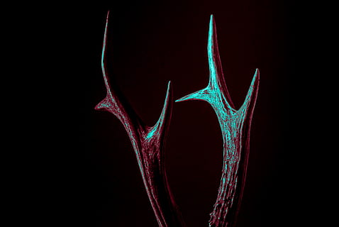 dark, horn, sharp, black background, healthcare and medicine, human body part, studio shot, anatomy, indoors, bone, motion, close-up, x-ray image, body part, positive emotion, medical x-ray, red, emotion, love, hospital, black color, tomography, 5K, CC0, public domain, royalty free