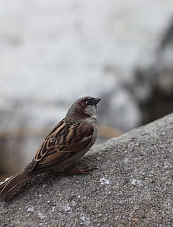 fugl, spurv, lille bitte, sød, nuttet, flyvende, vinget, natur, dyr, fjer, fugle, sæder, spurve, beste, forår, have, dyre temaer, et dyr, dyr i naturen, dyreliv, hvirveldyr, perching, dag, ingen mennesker, tæt på, fokus på forgrunden, solid, udendørs, klippe, rock-objekt, selektiv fokusering, væg, 4K, CC0, offentligt domæne, royaltyfrie